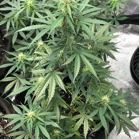 White Widow AUTO #2 growlog timeline photo