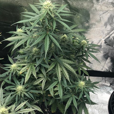 White Widow AUTO #2 growlog timeline photo