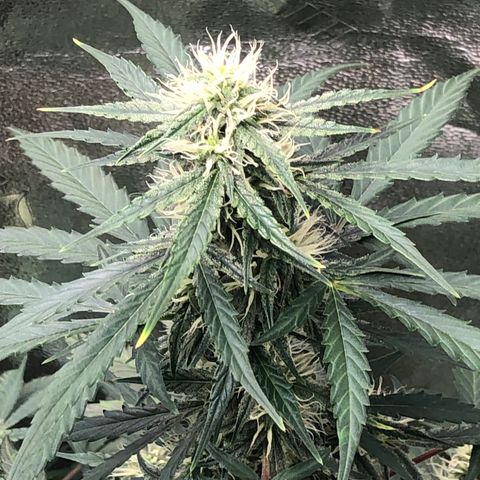 White Widow AUTO #2 growlog timeline photo