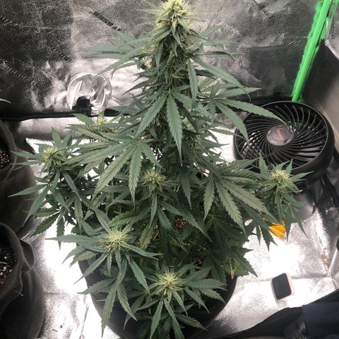 White Widow AUTO #2 growlog timeline photo