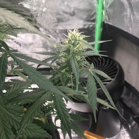 White Widow AUTO #2 growlog timeline photo