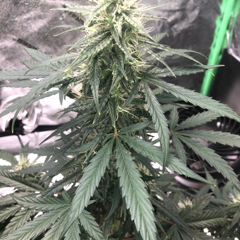 White Widow AUTO #2 growlog timeline photo