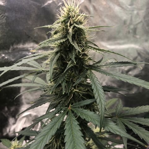 White Widow AUTO #2 growlog timeline photo