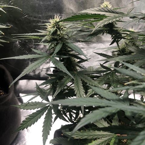 White Widow AUTO #2 growlog timeline photo