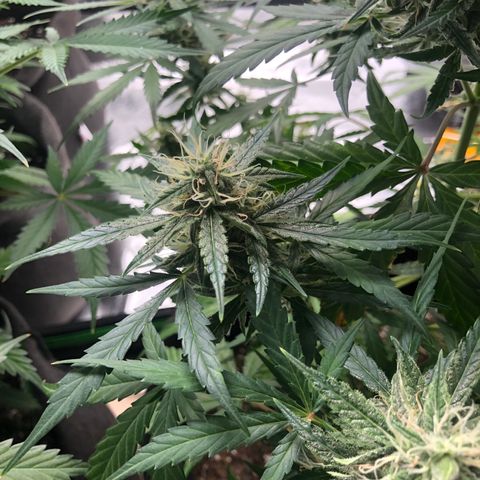White Widow AUTO #2 growlog timeline photo