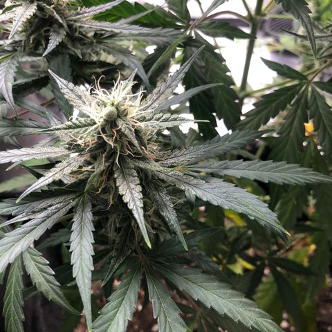 White Widow AUTO #2 growlog timeline photo