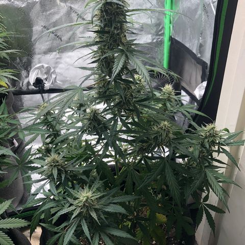 White Widow AUTO #2 growlog timeline photo