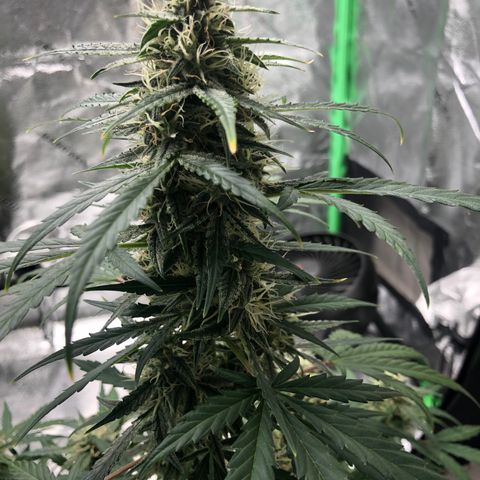White Widow AUTO #2 growlog timeline photo