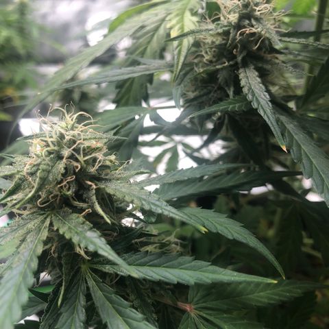 White Widow AUTO #2 growlog timeline photo