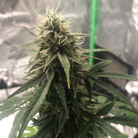 White Widow AUTO #2 growlog timeline photo
