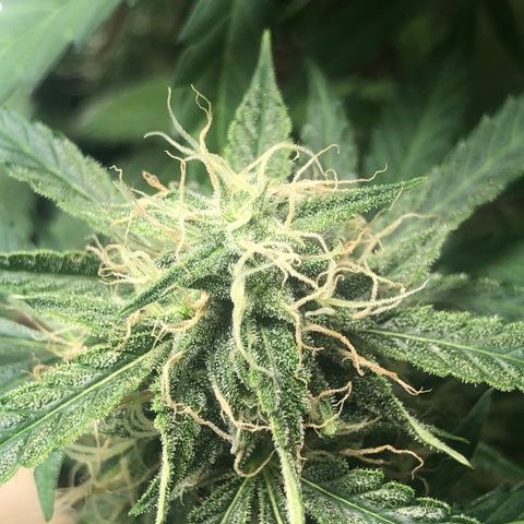 White Widow AUTO #2 growlog timeline photo