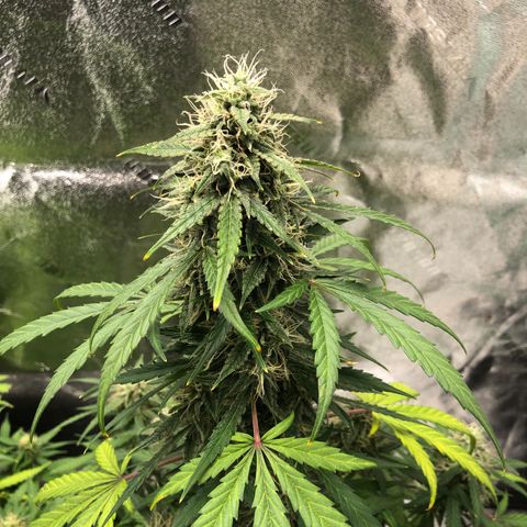 White Widow AUTO #2 growlog timeline photo