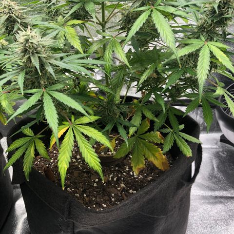 White Widow AUTO #2 growlog timeline photo