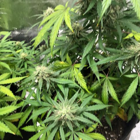 White Widow AUTO #2 growlog timeline photo