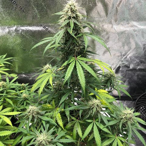 White Widow AUTO #2 growlog timeline photo