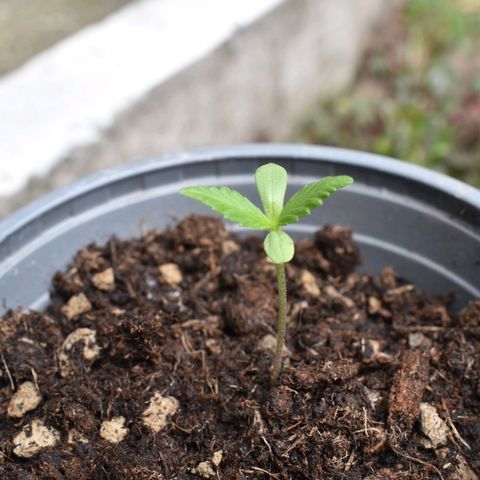Mango growlog timeline photo