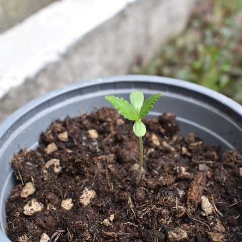Mango growlog timeline photo