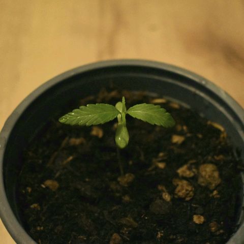 Mango growlog timeline photo