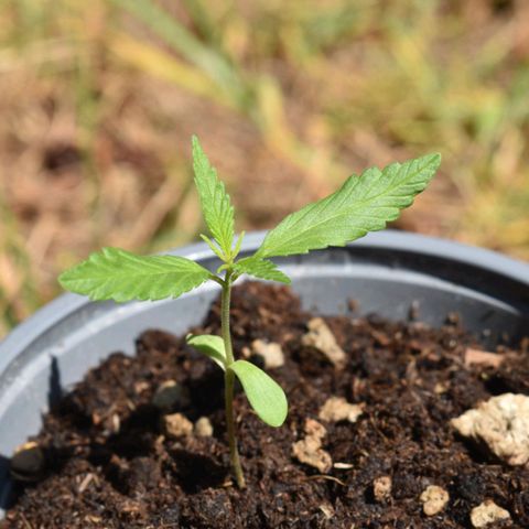 Mango growlog timeline photo