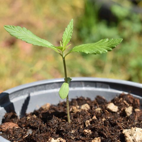 Mango growlog timeline photo