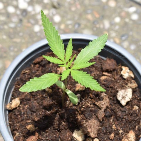 Mango growlog timeline photo