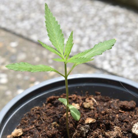Mango growlog timeline photo