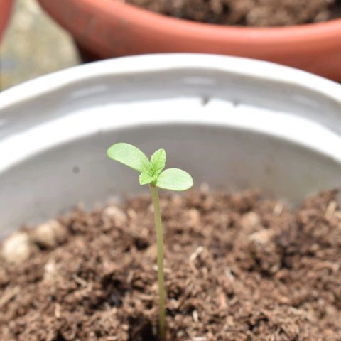 Lemon Urkel growlog timeline photo