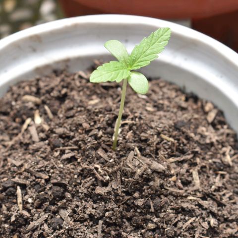 Lemon Urkel growlog timeline photo