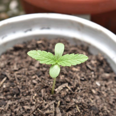 Lemon Urkel growlog timeline photo