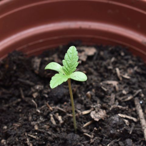 Lemon Urkel growlog timeline photo