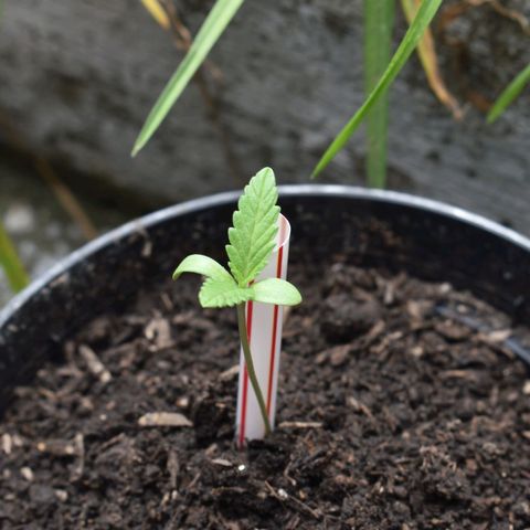 Lemon Urkel growlog timeline photo