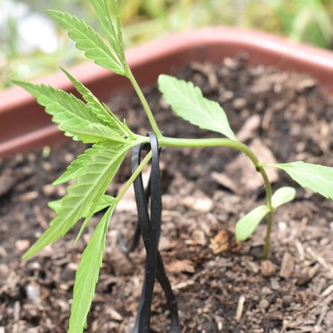 Mango growlog timeline photo