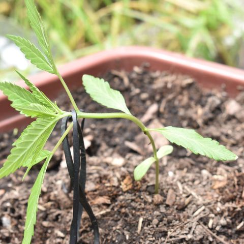 Mango growlog timeline photo