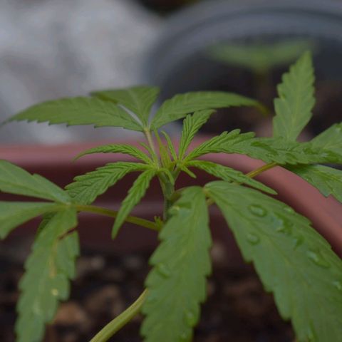 Mango growlog timeline photo