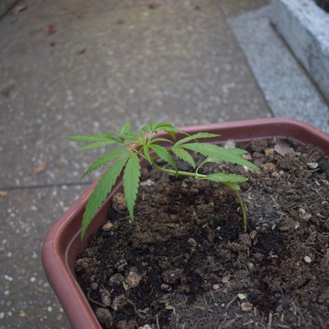 Mango growlog timeline photo