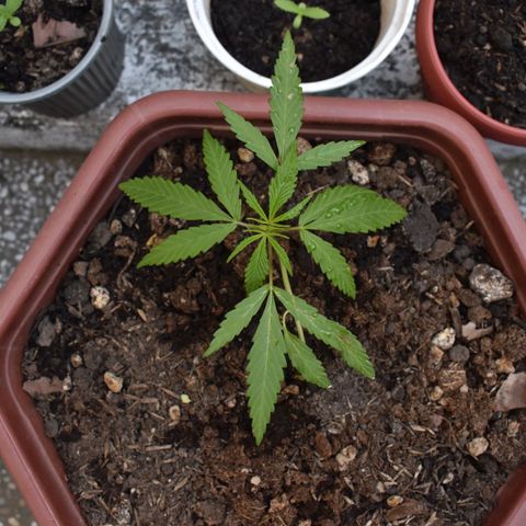 Mango growlog timeline photo