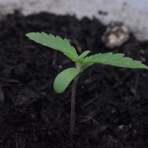Lemon Urkel growlog timeline photo