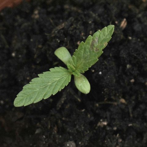 Lemon Urkel growlog timeline photo