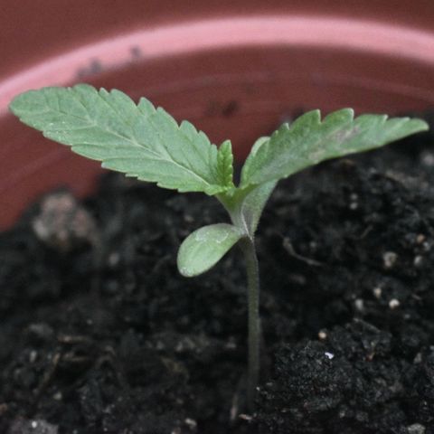Lemon Urkel growlog timeline photo