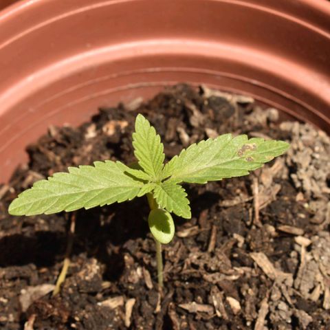 Lemon Urkel growlog timeline photo