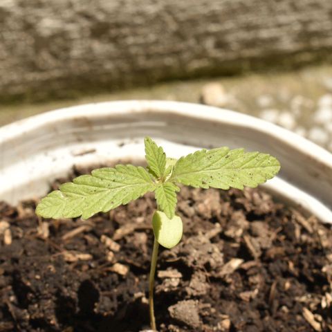 Lemon Urkel growlog timeline photo