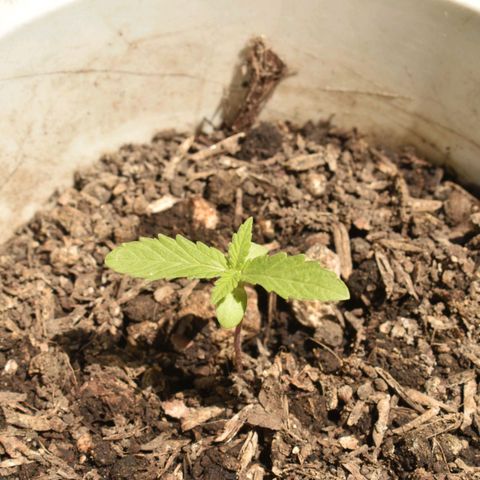 Lemon Urkel growlog timeline photo