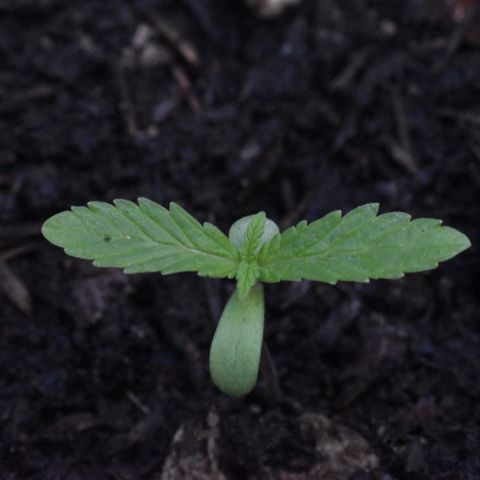 Lemon Urkel growlog timeline photo