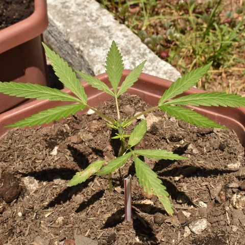 Mango growlog timeline photo