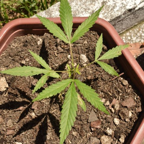 Mango growlog timeline photo