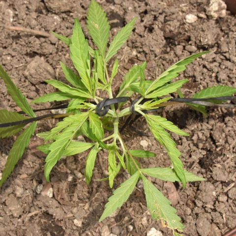 Mango growlog timeline photo