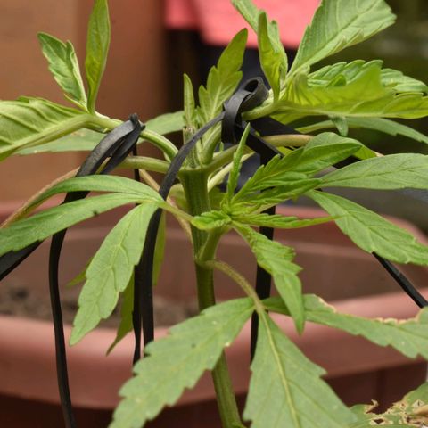 Mango growlog timeline photo