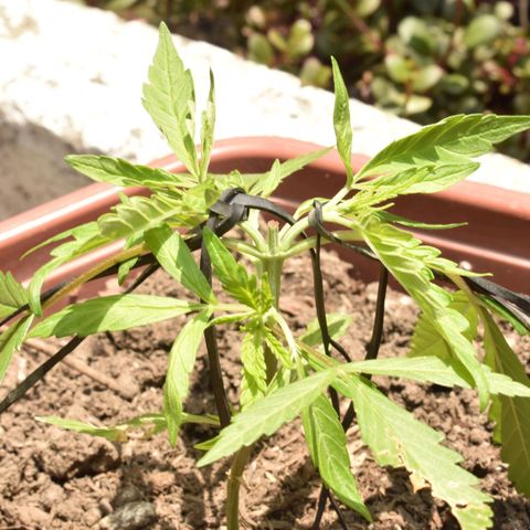 Mango growlog timeline photo