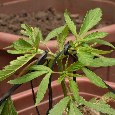 Mango growlog timeline photo
