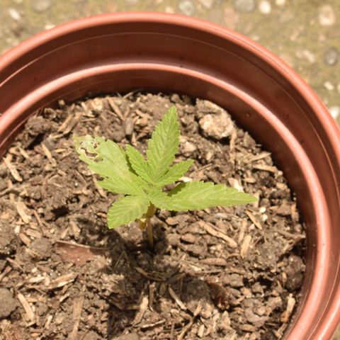 Lemon Urkel growlog timeline photo